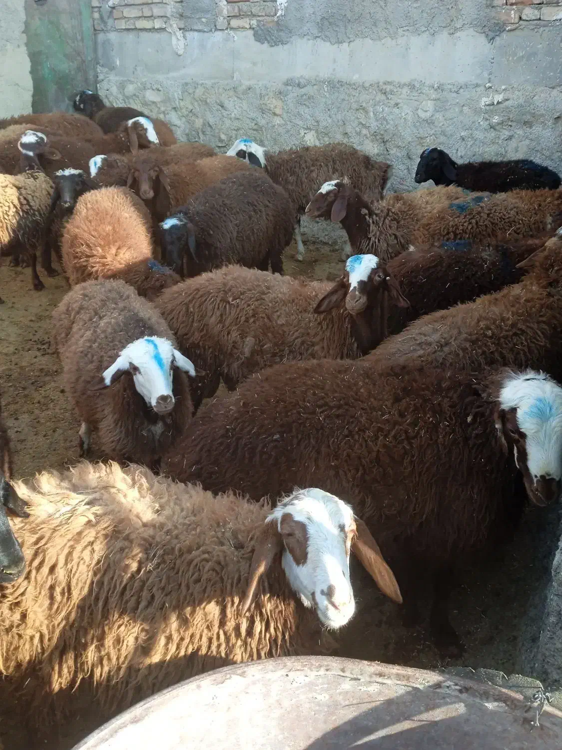 فروش بره|حیوانات مزرعه|کوهدشت, |دیوار