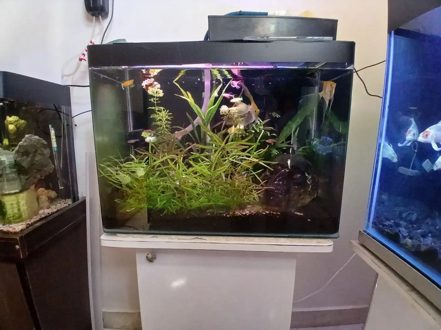 اکواریوم|ماهی|فردیس, نیروگاه برق|دیوار