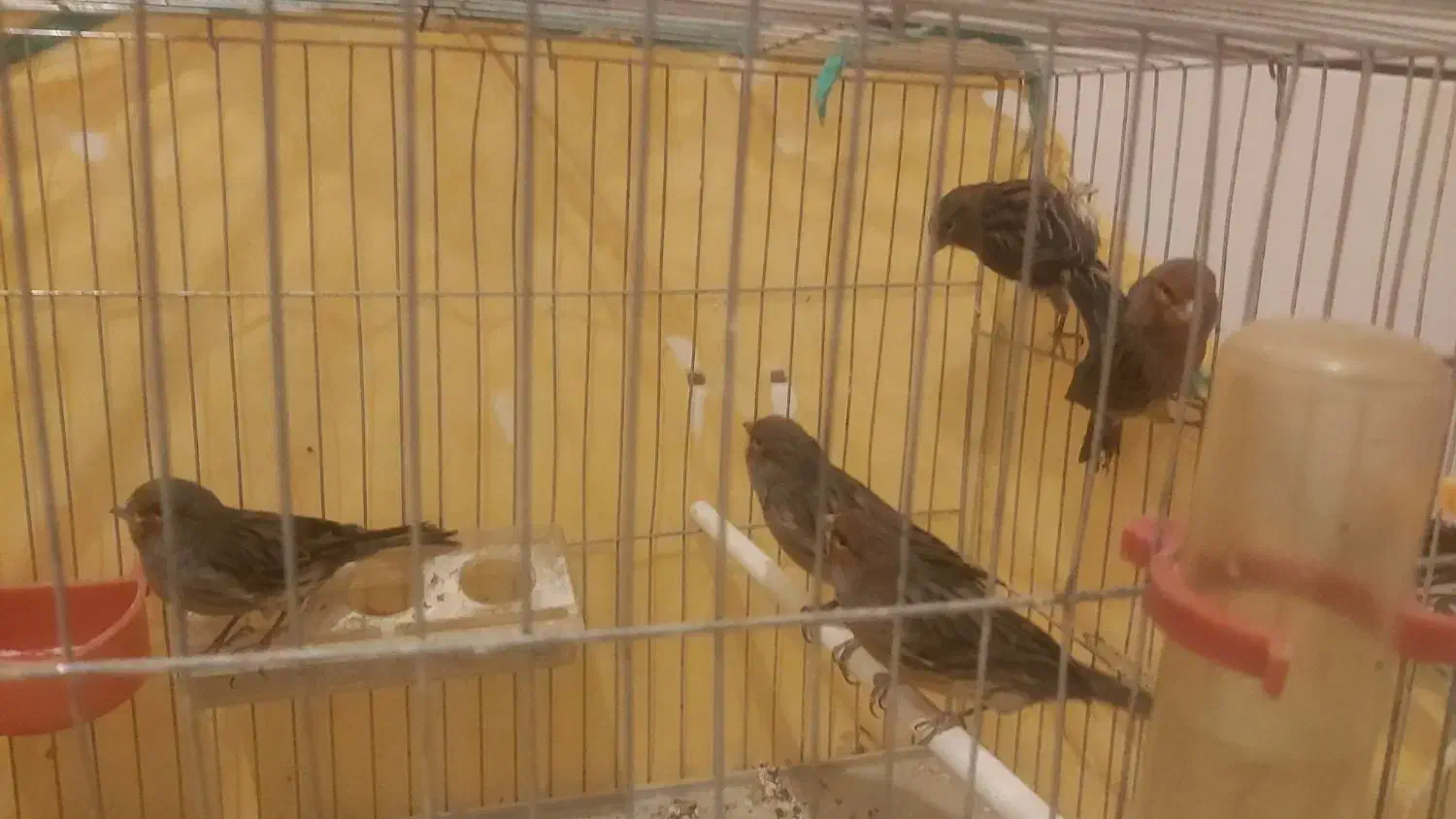 قناری سرخ نر مست و ماده اماده|پرنده|مرودشت, علیآباد|دیوار