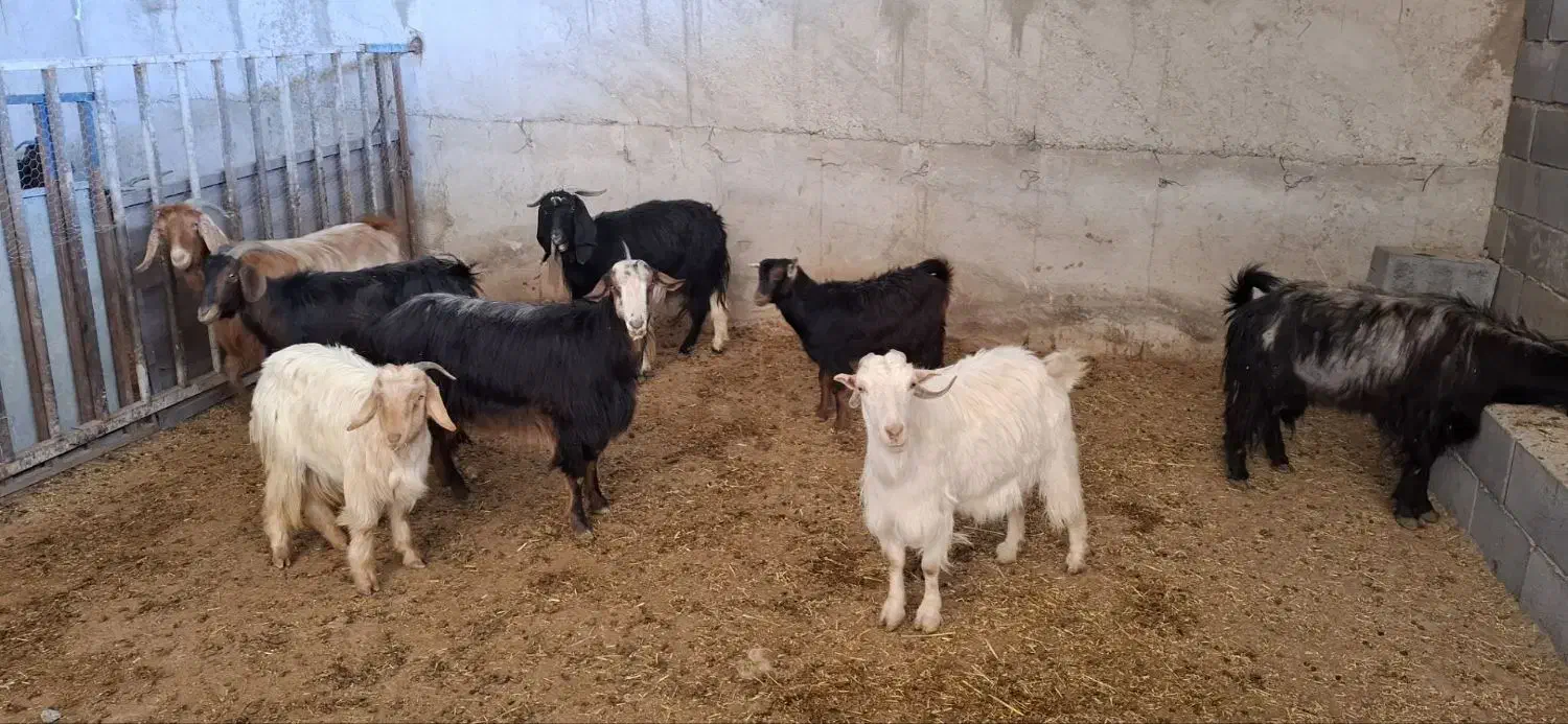 بز بزغاله|حیوانات مزرعه|کرمانشاه, |دیوار