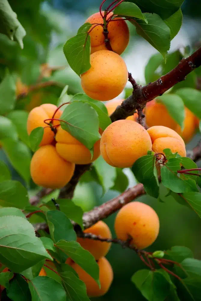 نهال زردآلو نصیری|خدمات باغبانی و درختکاری|تربت‌حیدریه, حسنی بالا|دیوار