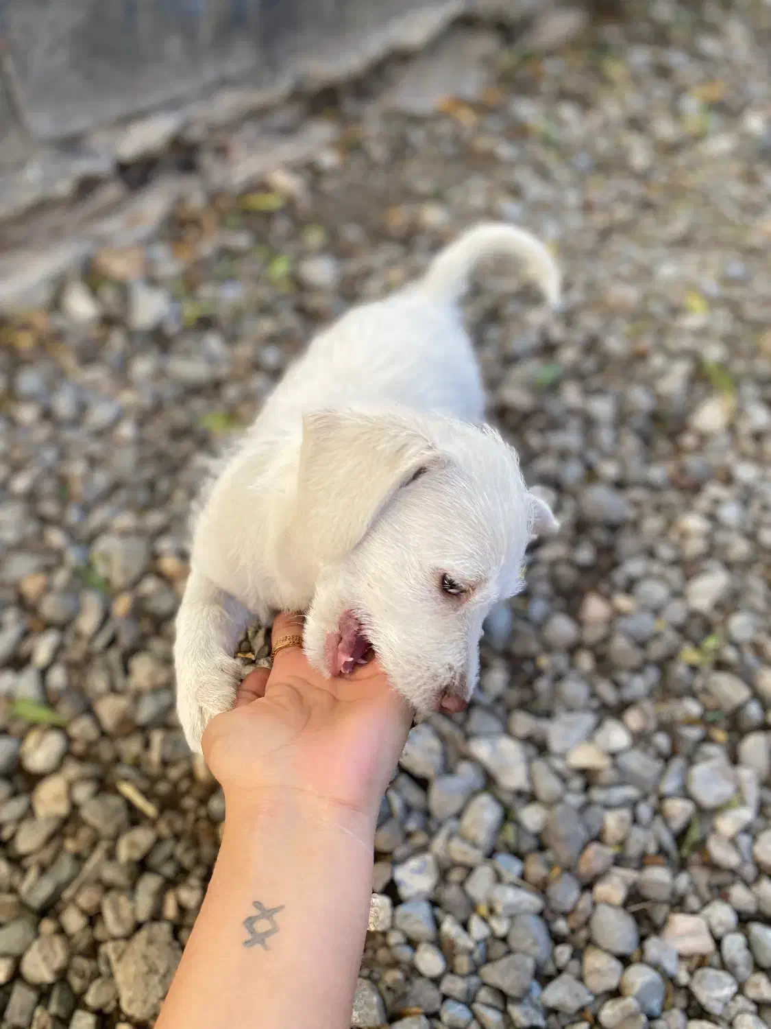 سگ پاکوتاه|سگ|دلند, |دیوار