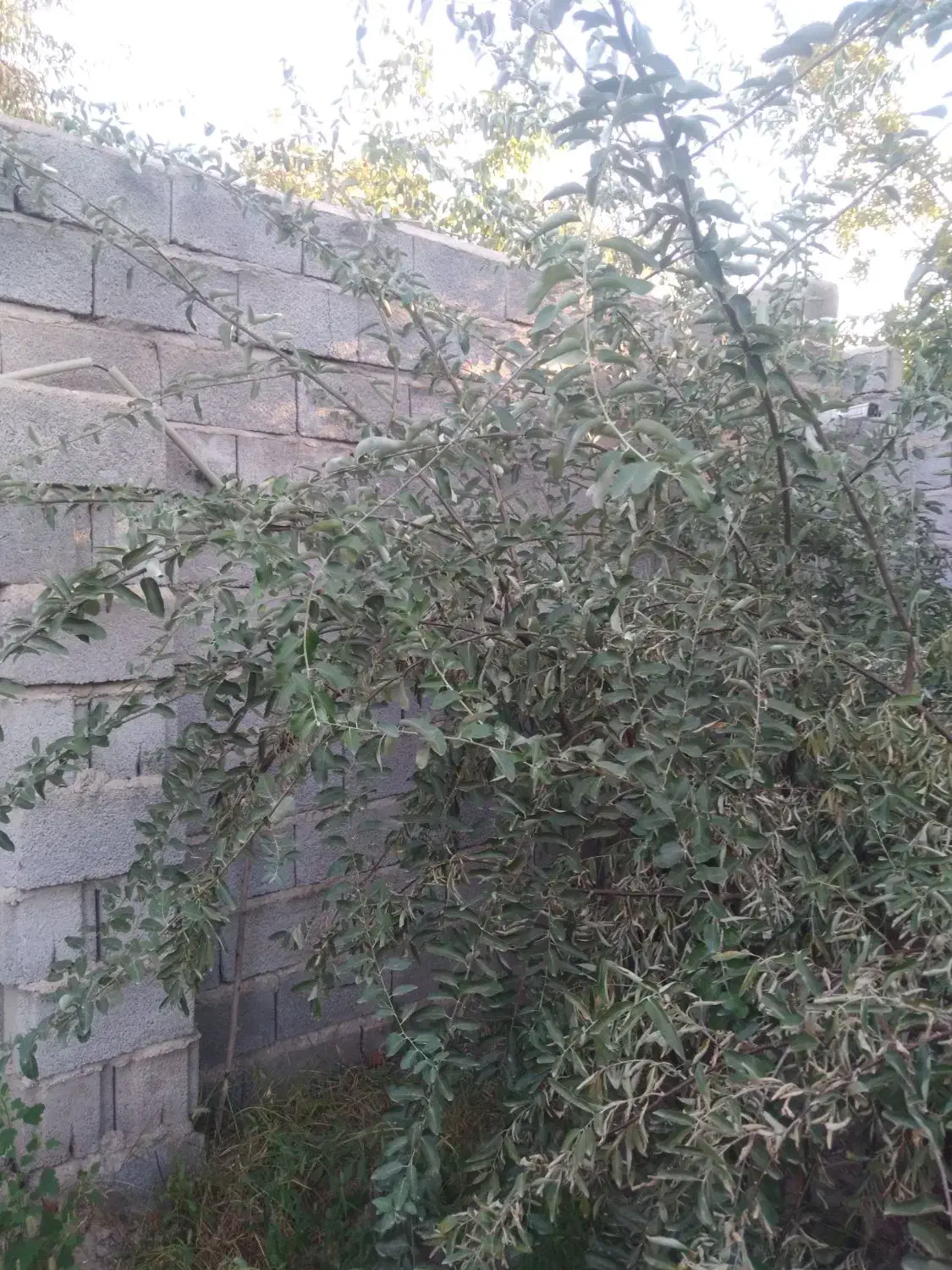 فروش نهال سنجد حاج حسین|خدمات باغبانی و درختکاری|آذرشهر, |دیوار