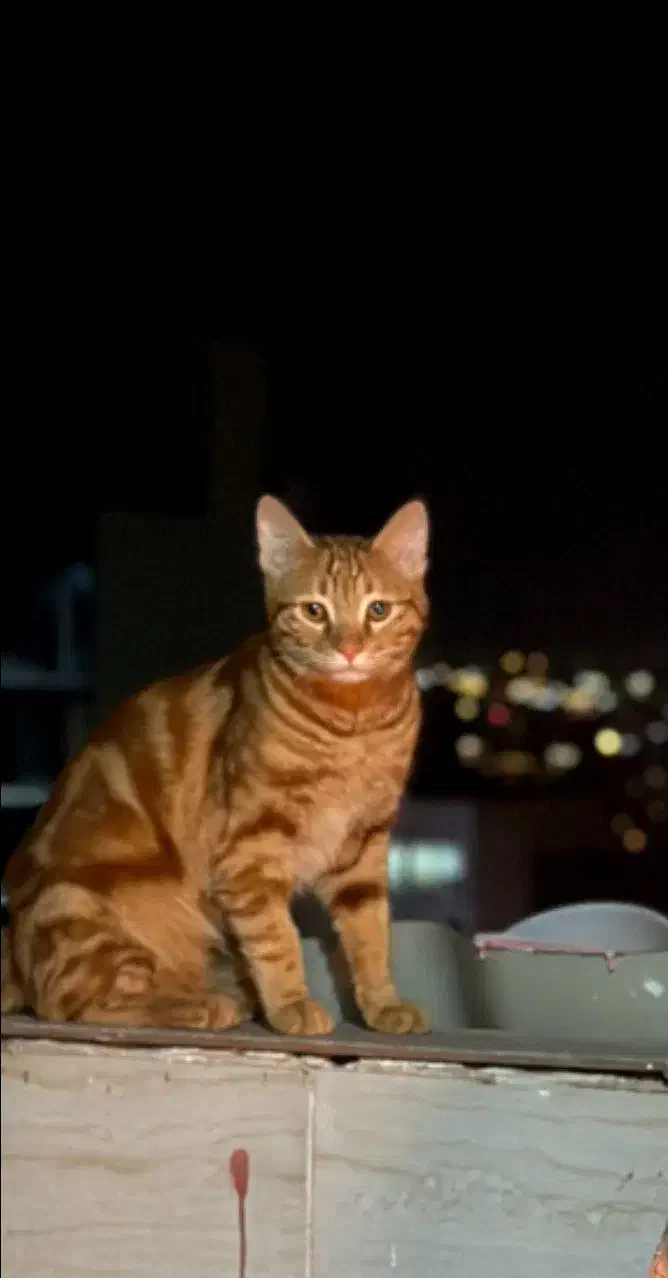 گربه گم شده|حیوانات|مشهد, نیروی هوایی|دیوار