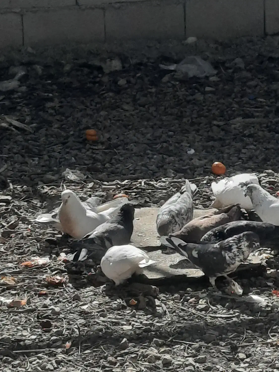 کبوتر|پرنده|یاسوج, |دیوار