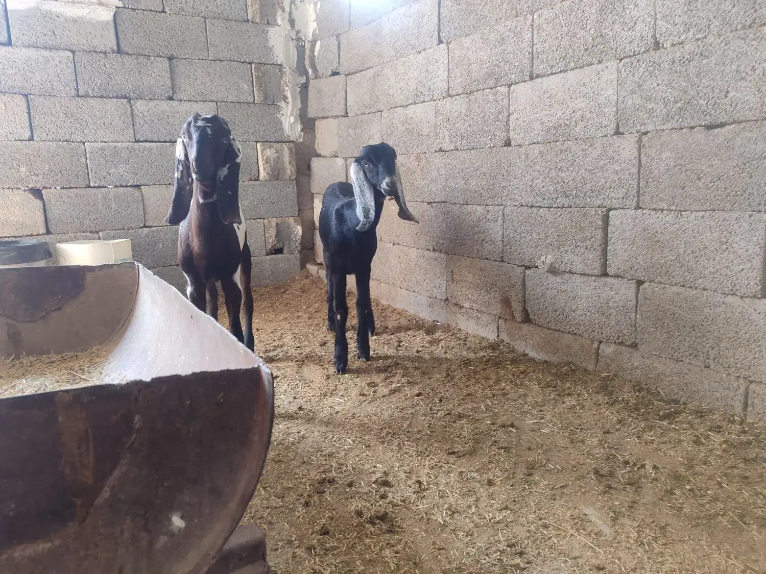 دوتا گیسه پاکستانی فروشی|حیوانات مزرعه|جناح, |دیوار