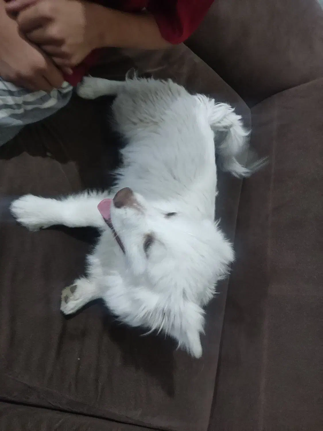 پا کوتاه|سگ|جیرفت, |دیوار