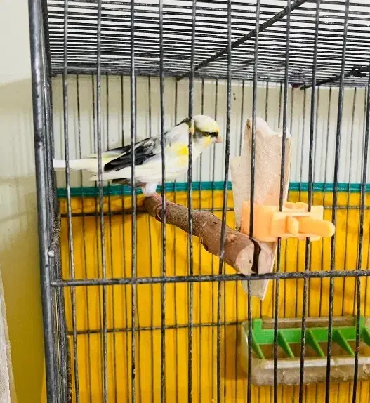 قناری|پرنده|بندر ماهشهر, |دیوار