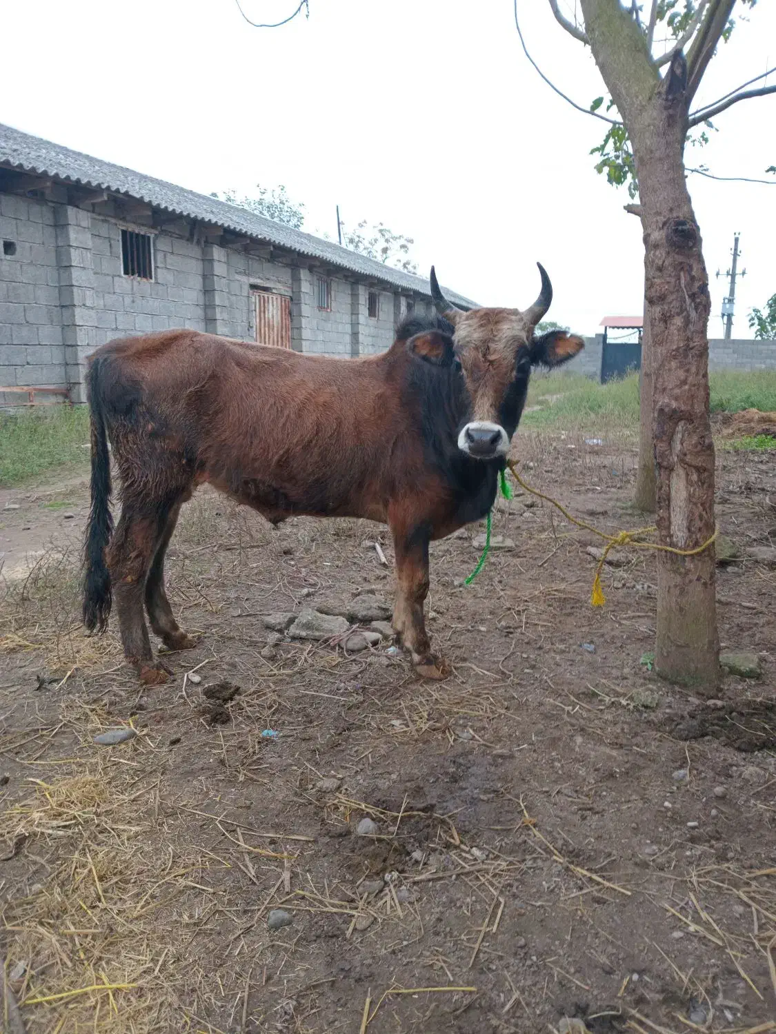 ورزا کوله گرگی چالوسی ۱۱۰ تایی|حیوانات مزرعه|آستانه اشرفیه, |دیوار