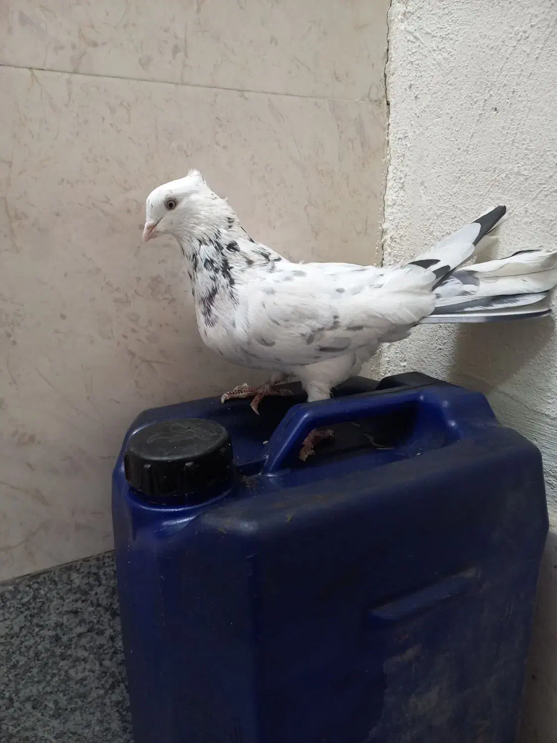 کفتر اصفهانی|پرنده|برخوار, |دیوار