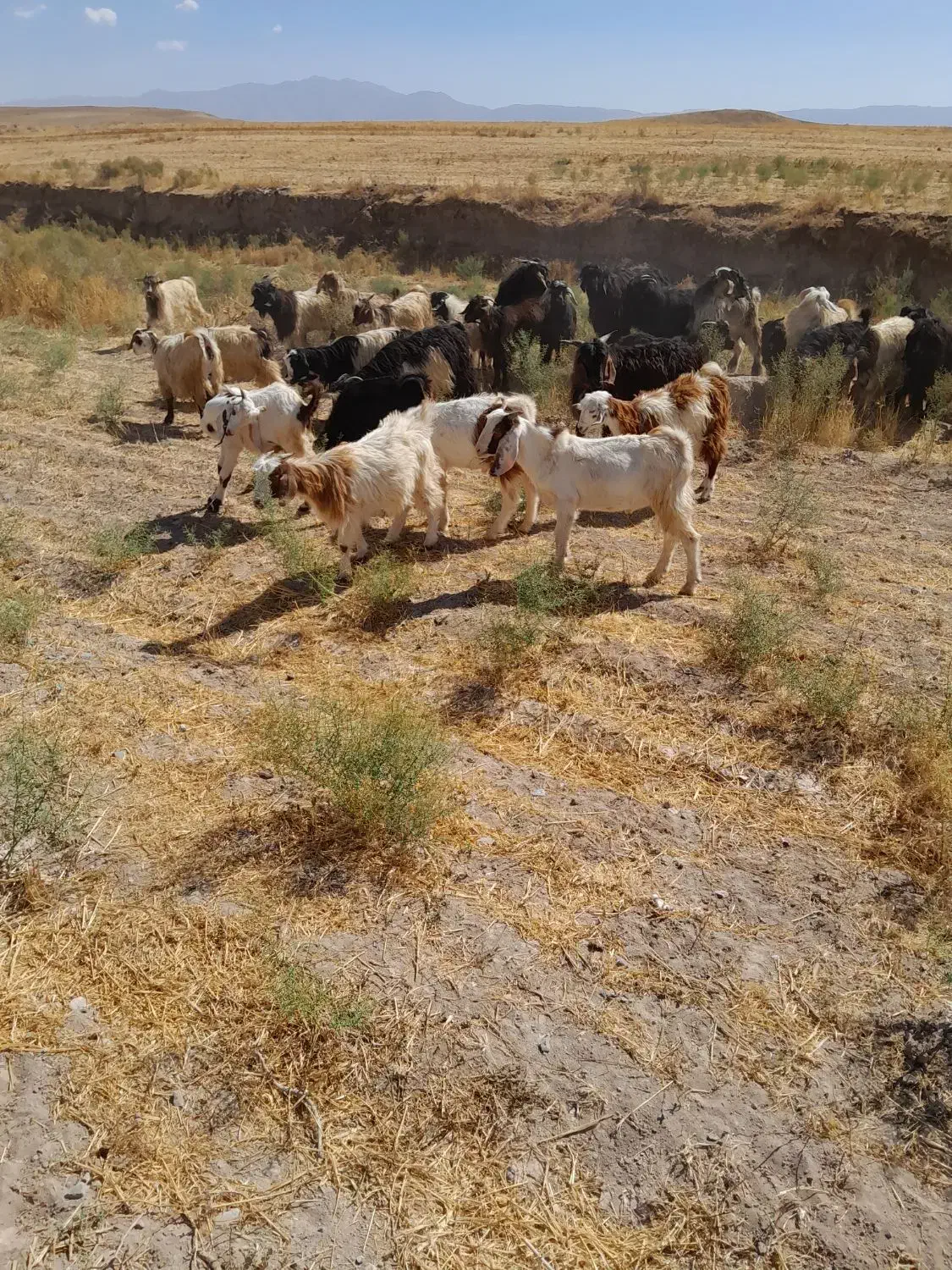 خریدبز وبزگاله گوشتی|حیوانات مزرعه|سراب, |دیوار