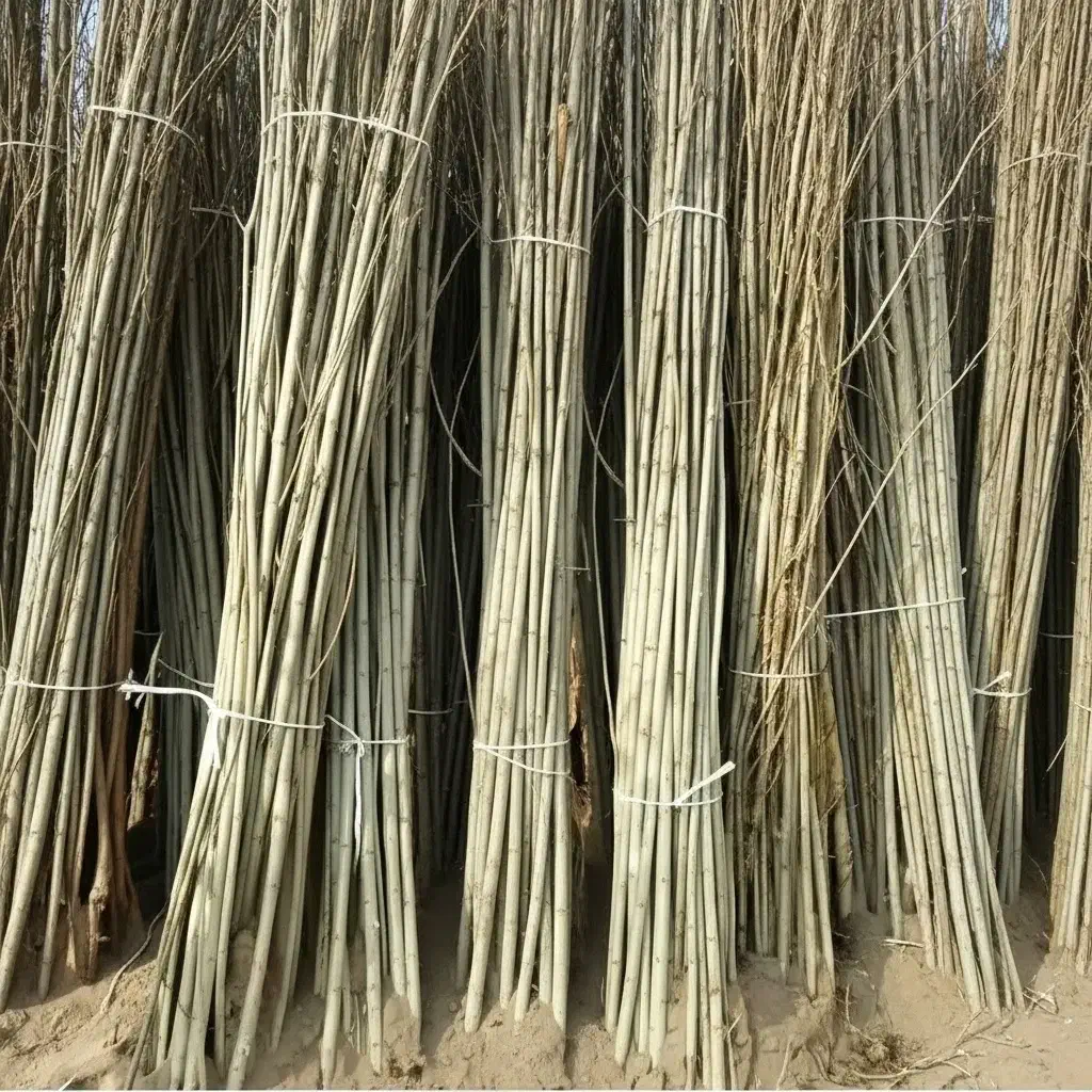 خرید نهال نیـگرا درجه یک با هدیه رایگان|گل و گیاه طبیعی|سراب, |دیوار