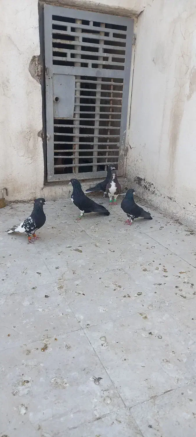 کفتر شهری|پرنده|شیراز, عادل آباد|دیوار