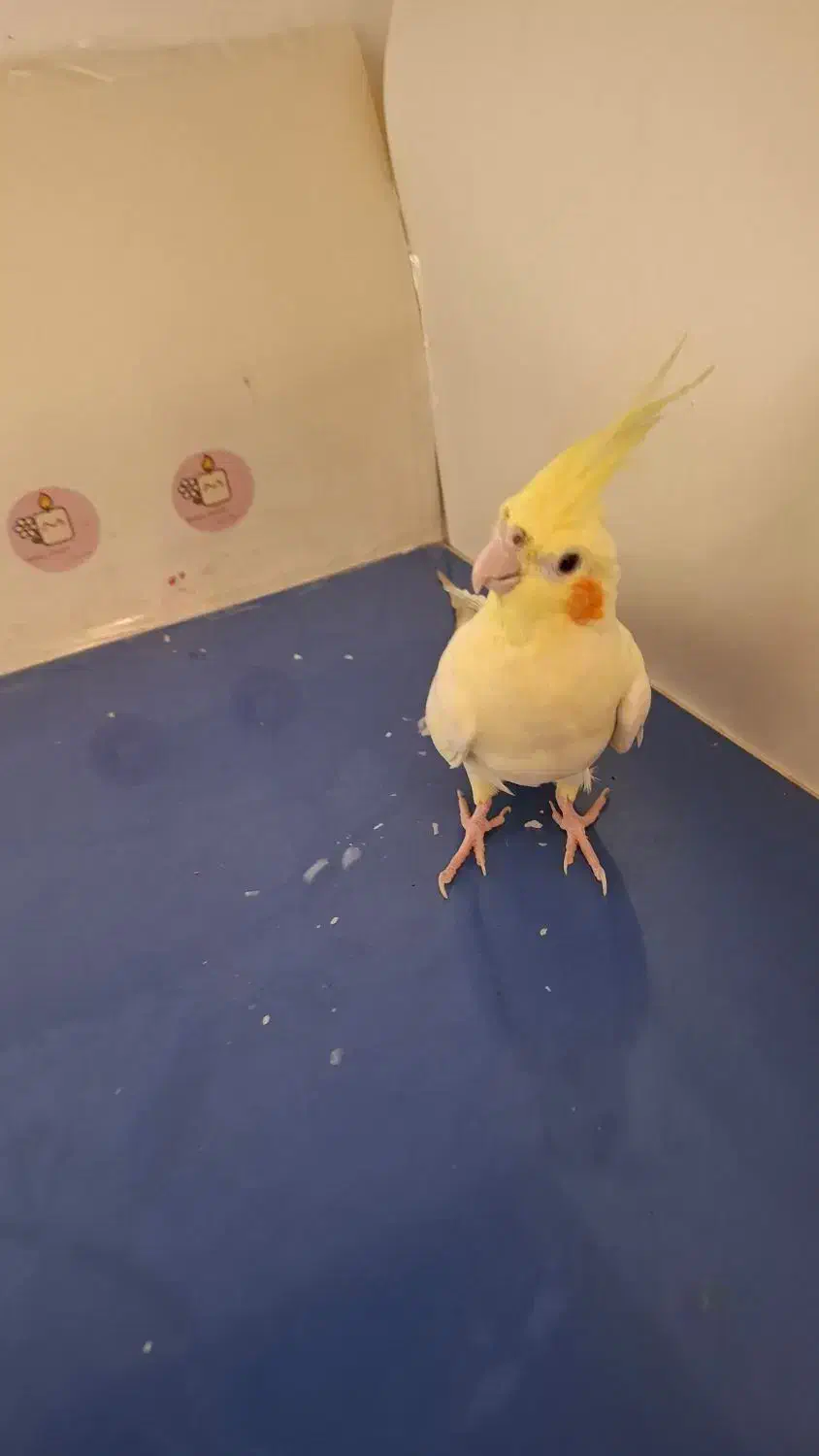 عروس هلندی گمشده دارای مژدگانی|حیوانات|رامشیر, |دیوار