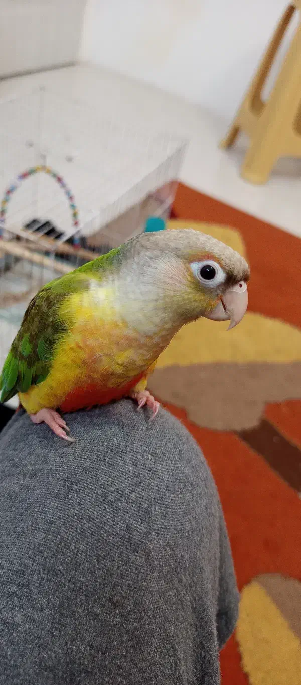 یک عدد جوجه گرینچیک نر آناناسی فوق دستی|پرنده|مشهد, جاهد شهر|دیوار