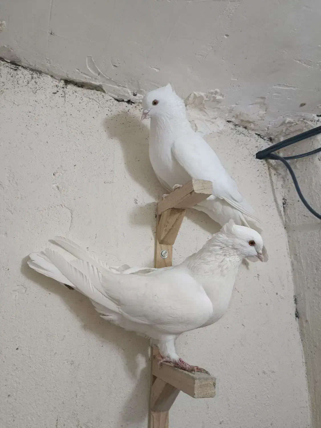 سفید|پرنده|بم, |دیوار