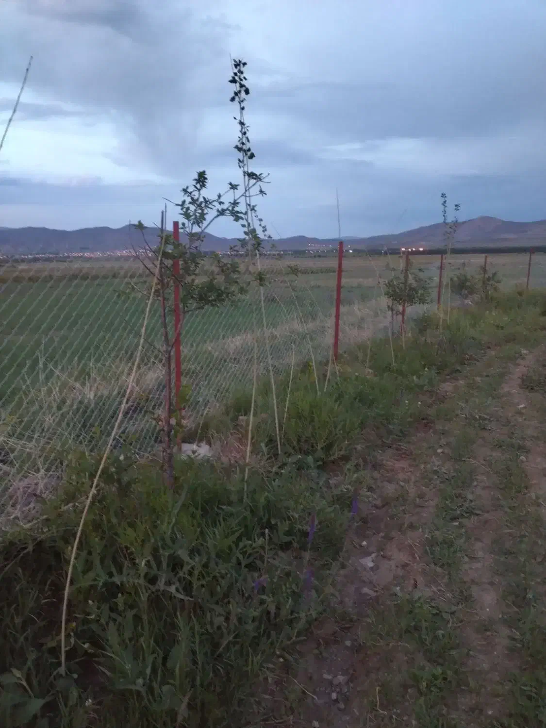 فنس کشی چاله کنی کاشت درخت هرس درختان میوه صنوبر|خدمات باغبانی و درختکاری|بازرگان, |دیوار