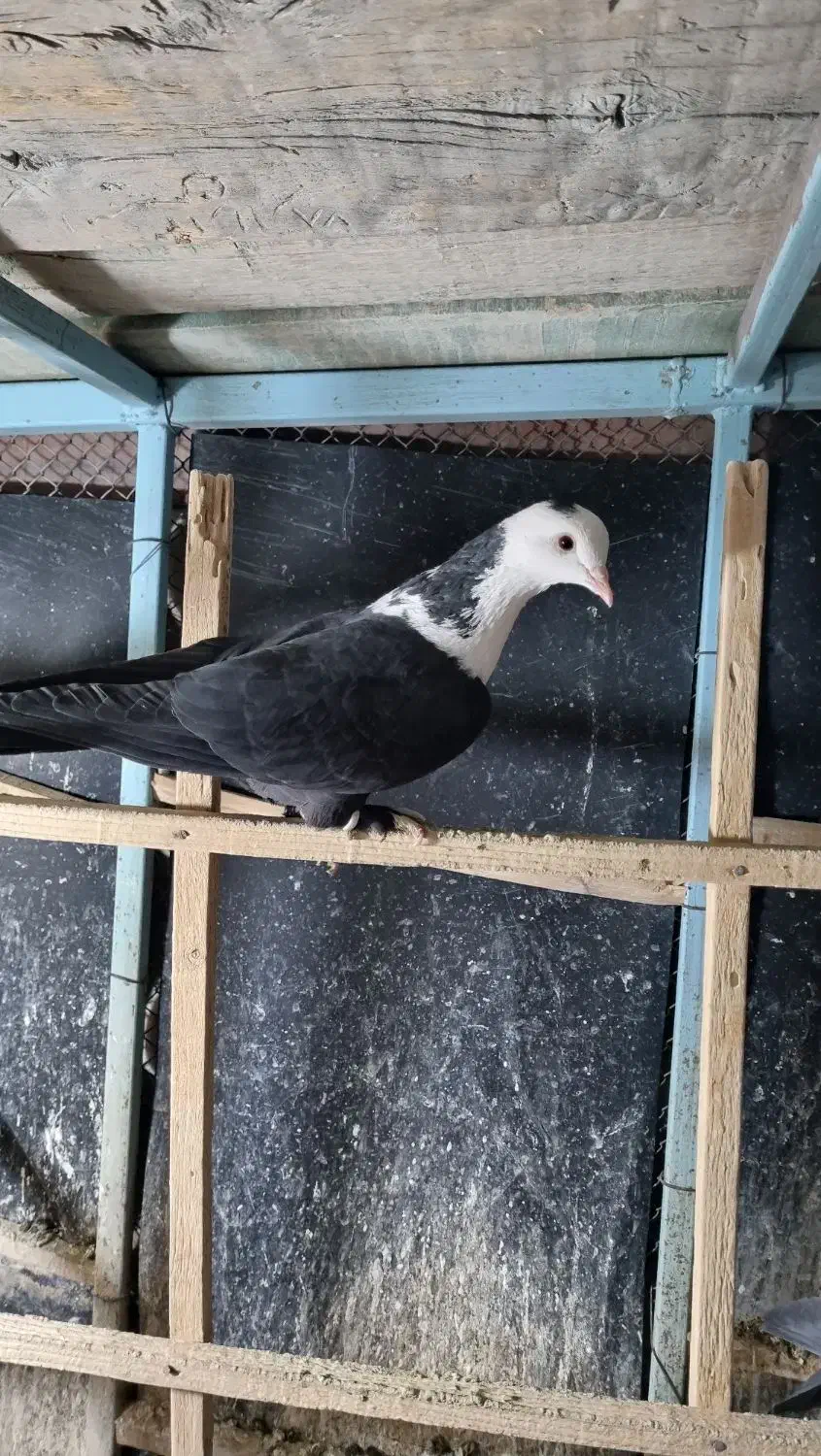 دو تا کلاغ کربلایی سیاه|پرنده|مشهد, ویلاشهر|دیوار