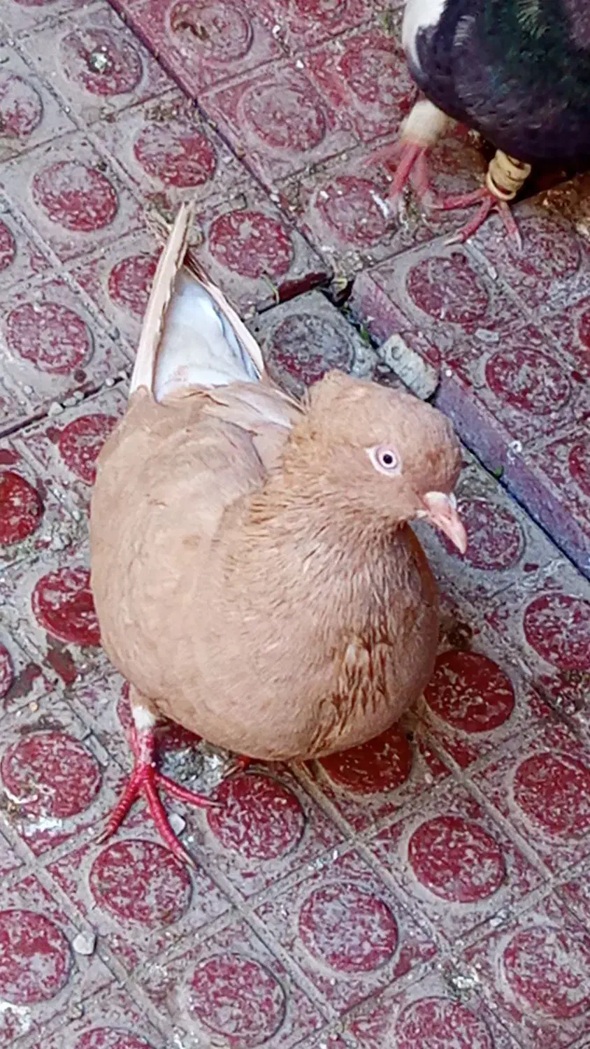 کبوتر|پرنده|اهواز, کمپلو شمالی|دیوار