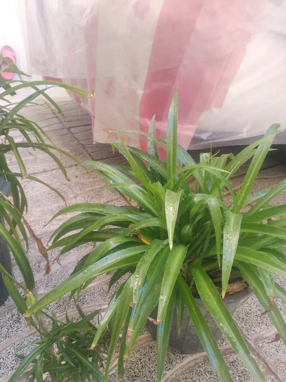 گل طبیعی آلوئه ورا وگل گندمی وسانسوریا|گل و گیاه طبیعی|تبریز, |دیوار