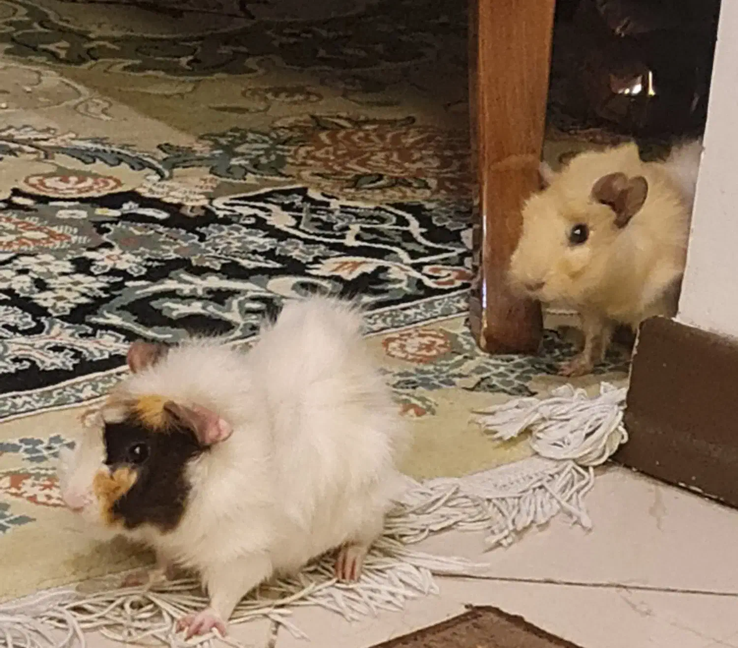 واگذاری یک جفت خوکچه هندی ناز و شیطون|موش و خرگوش|تهران, افسریه شمالی|دیوار