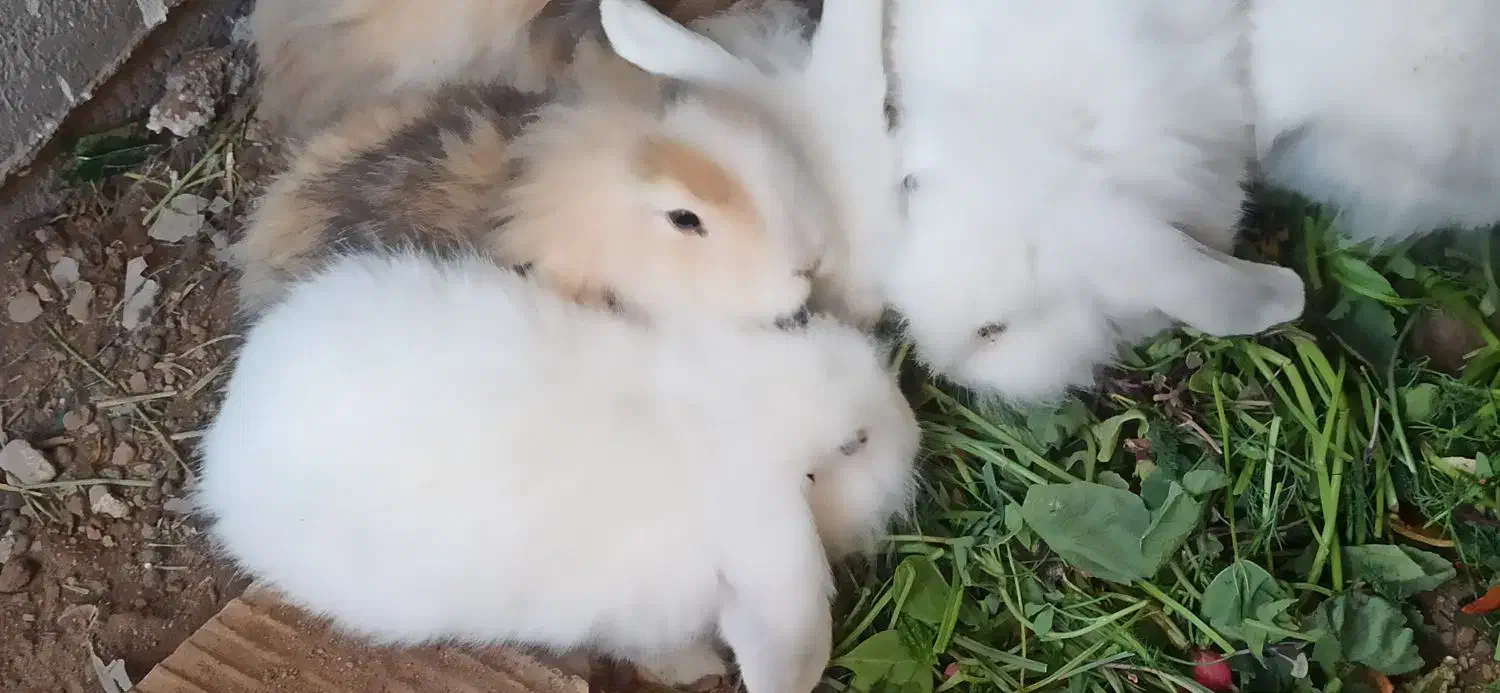 خرگوش سفید لوپ چشم آبی|موش و خرگوش|خواف, |دیوار