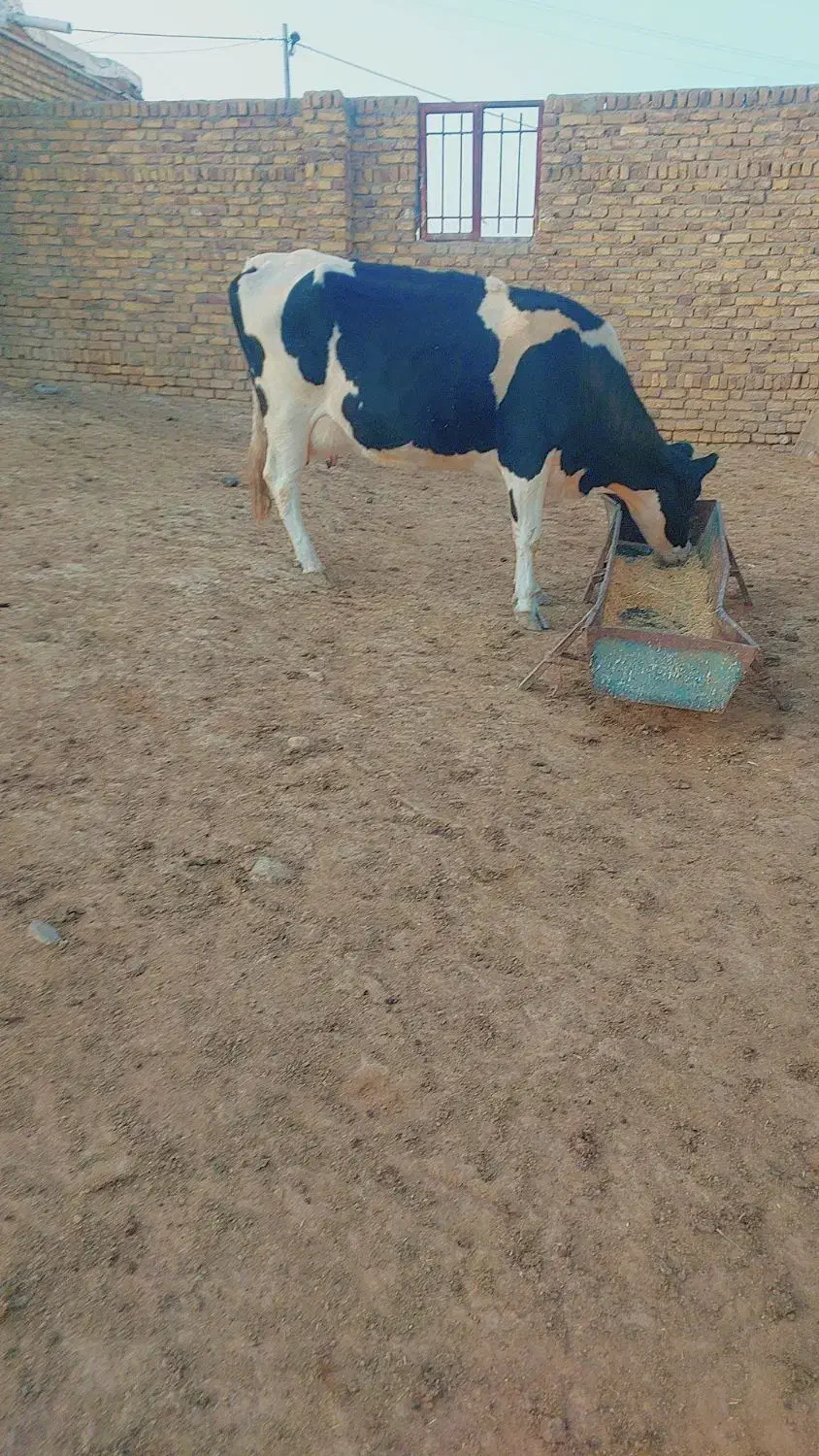 گاو ۳ساله|حیوانات مزرعه|رضویه, |دیوار