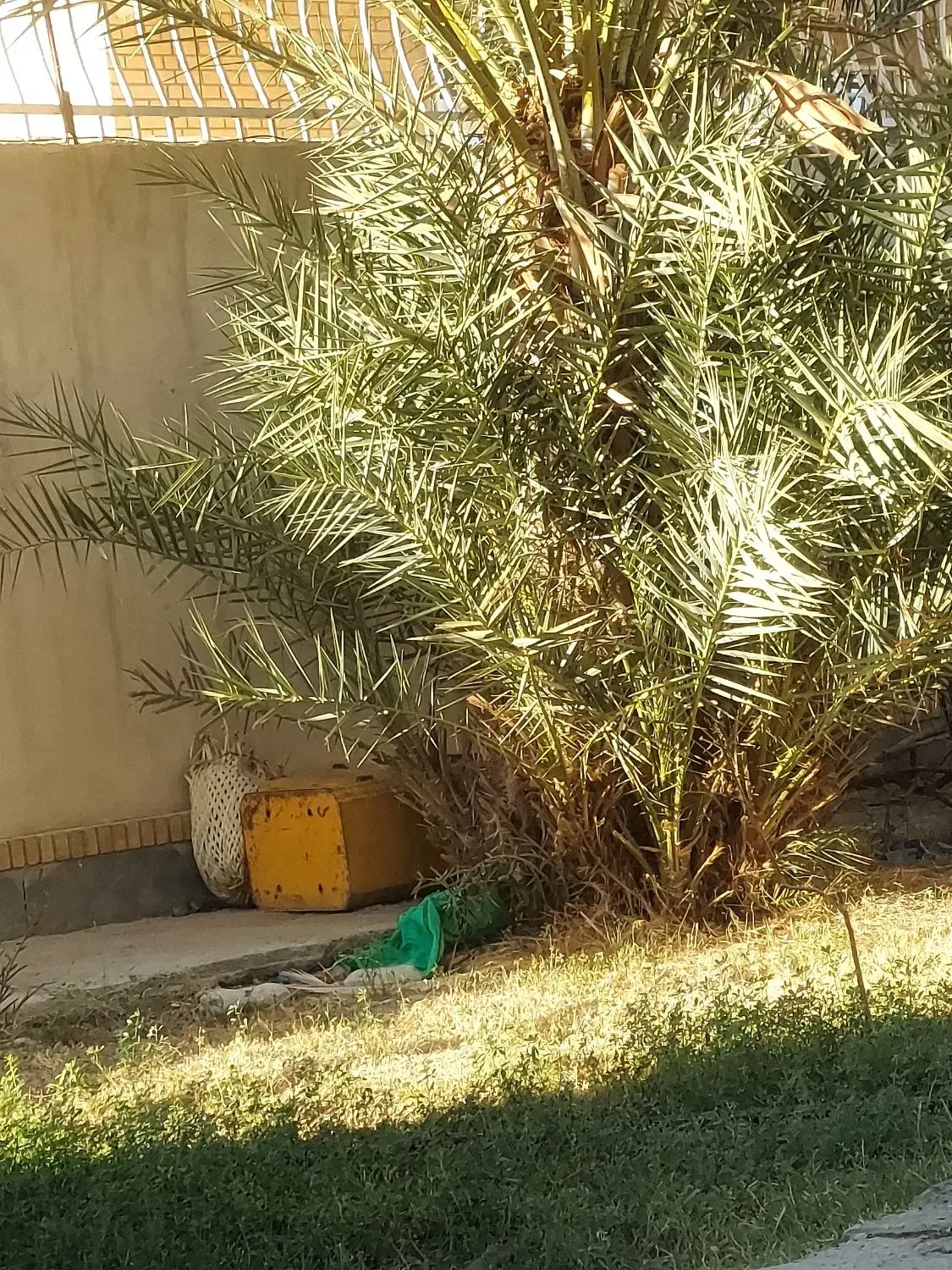 کار درخت خرما|خدمات باغبانی و درختکاری|سراوان, |دیوار