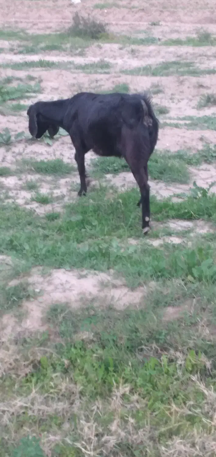 بزفروشی|حیوانات مزرعه|جیرفت, |دیوار