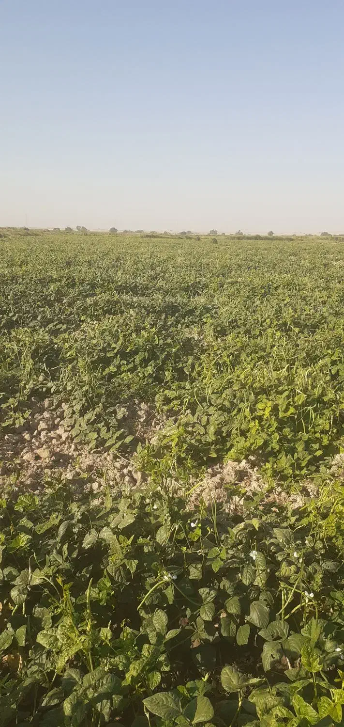 لوبیا سبز وخشک|خوردنی و آشامیدنی|اهواز, کوی طلاب|دیوار