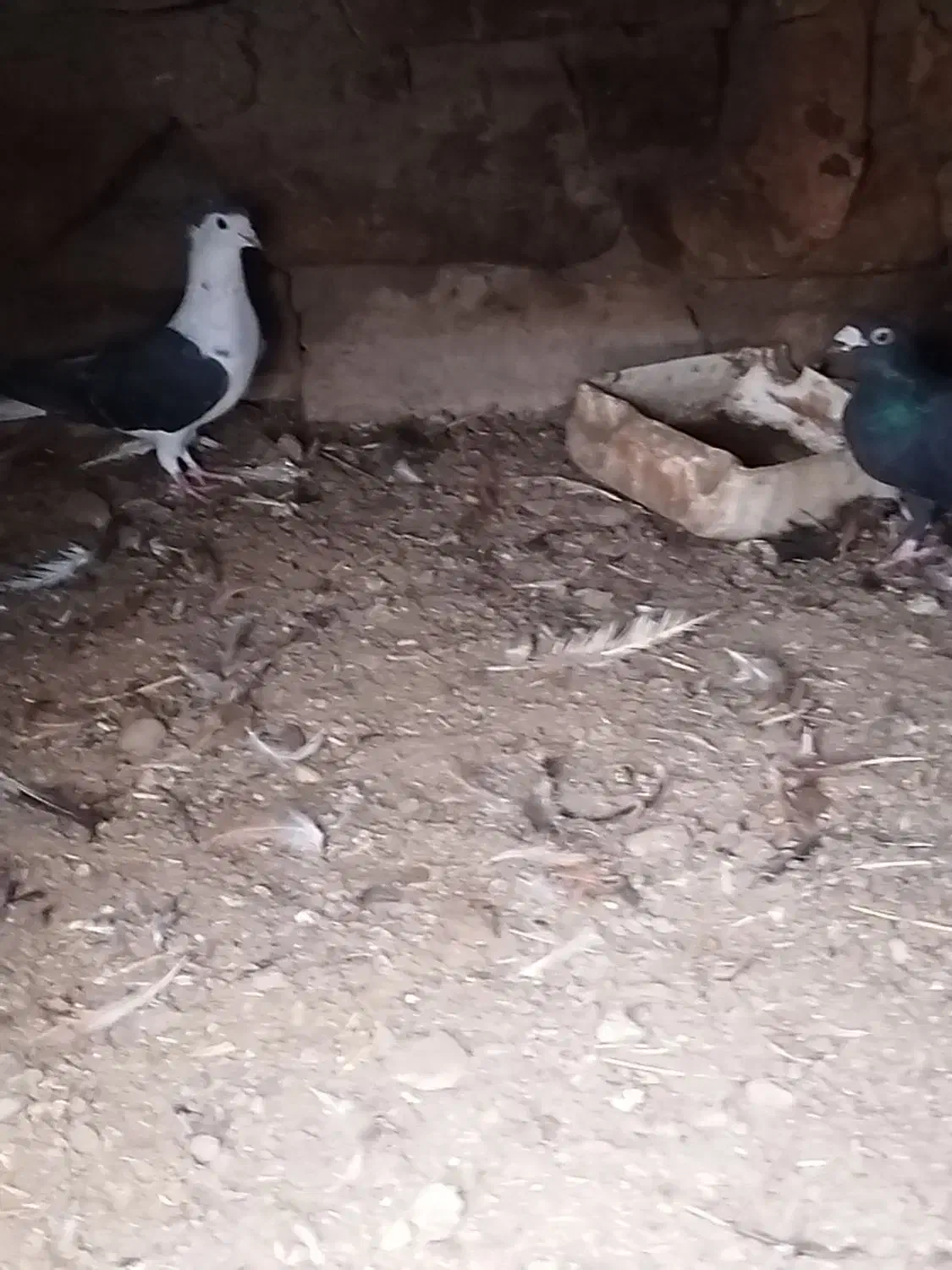 کفتر|پرنده|عطاملک, |دیوار