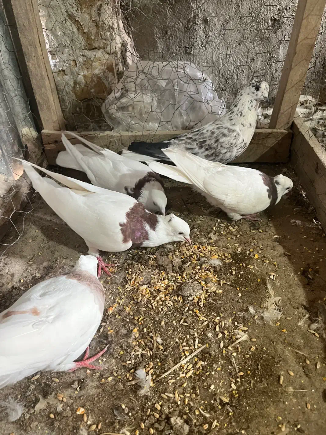 طوقی|پرنده|کاشان, لتحر|دیوار