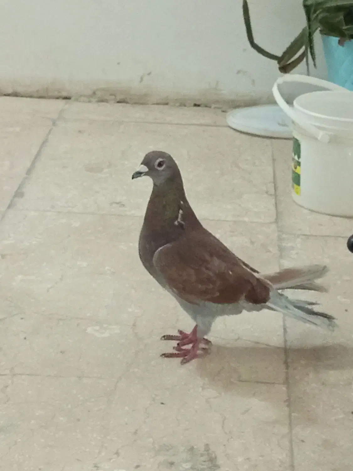 سرخ|پرنده|اندیشه, شهرک مریم|دیوار