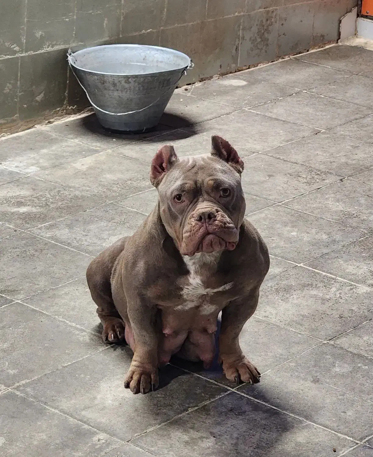 سگ اگزوتیگ|سگ|تهران, تهرانپارس شرقی|دیوار