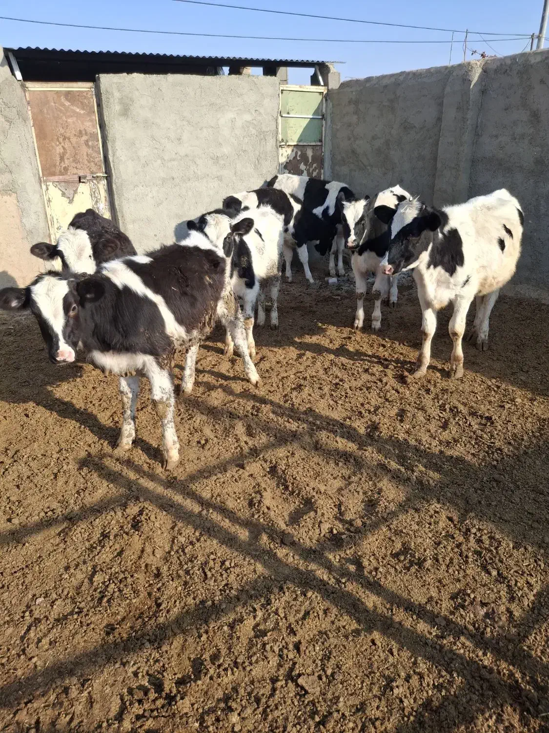 گوساله|حیوانات مزرعه|فیروزه, |دیوار