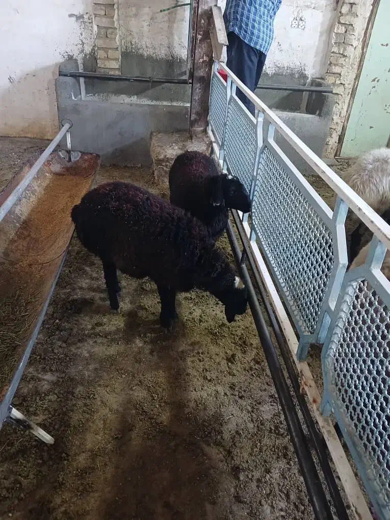 فروش بره|حیوانات مزرعه|قم, کلهری|دیوار