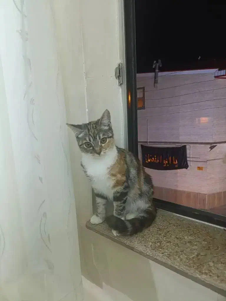 گمشده|حیوانات|مرند, |دیوار