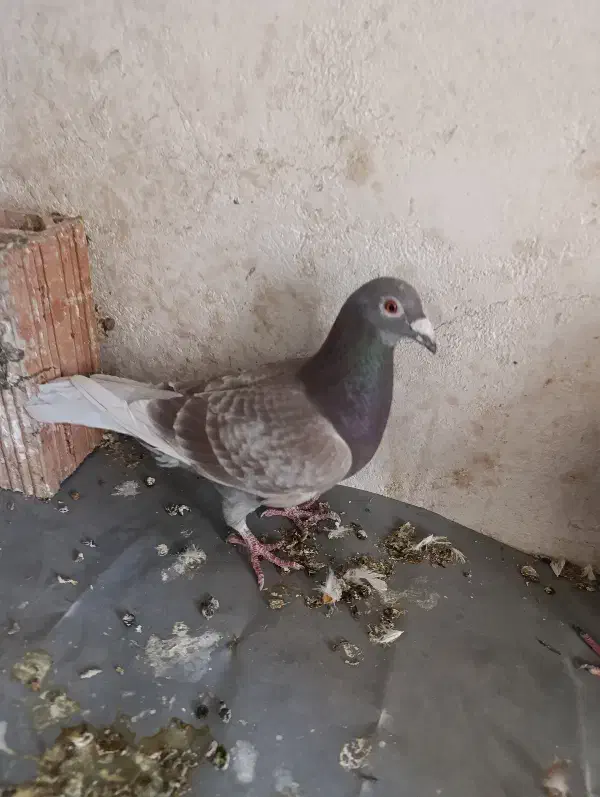 کبوتر آلمانی|پرنده|مینودشت, |دیوار