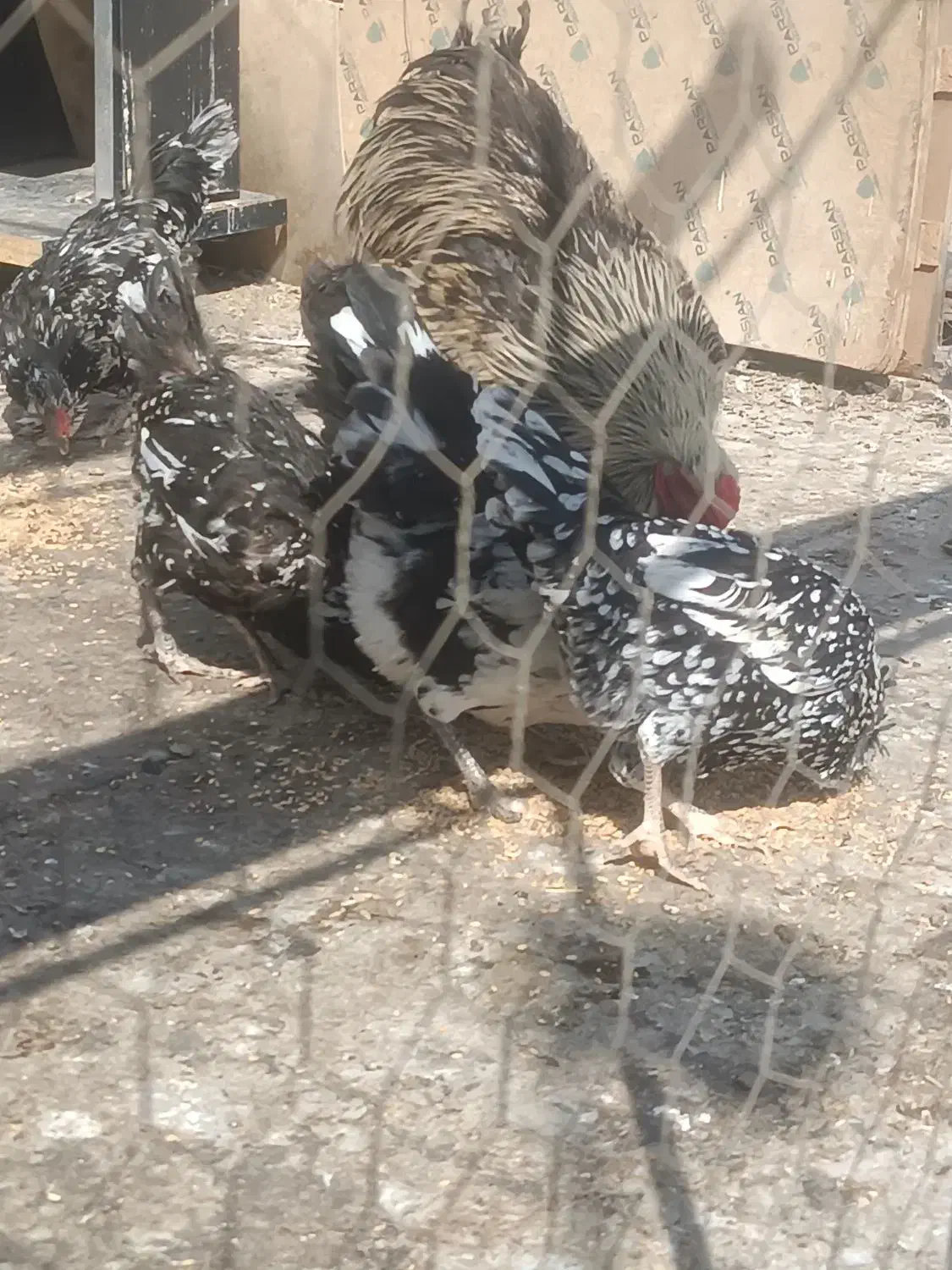 مرغ وخروس گلین|حیوانات مزرعه|قرچک, پویینک|دیوار