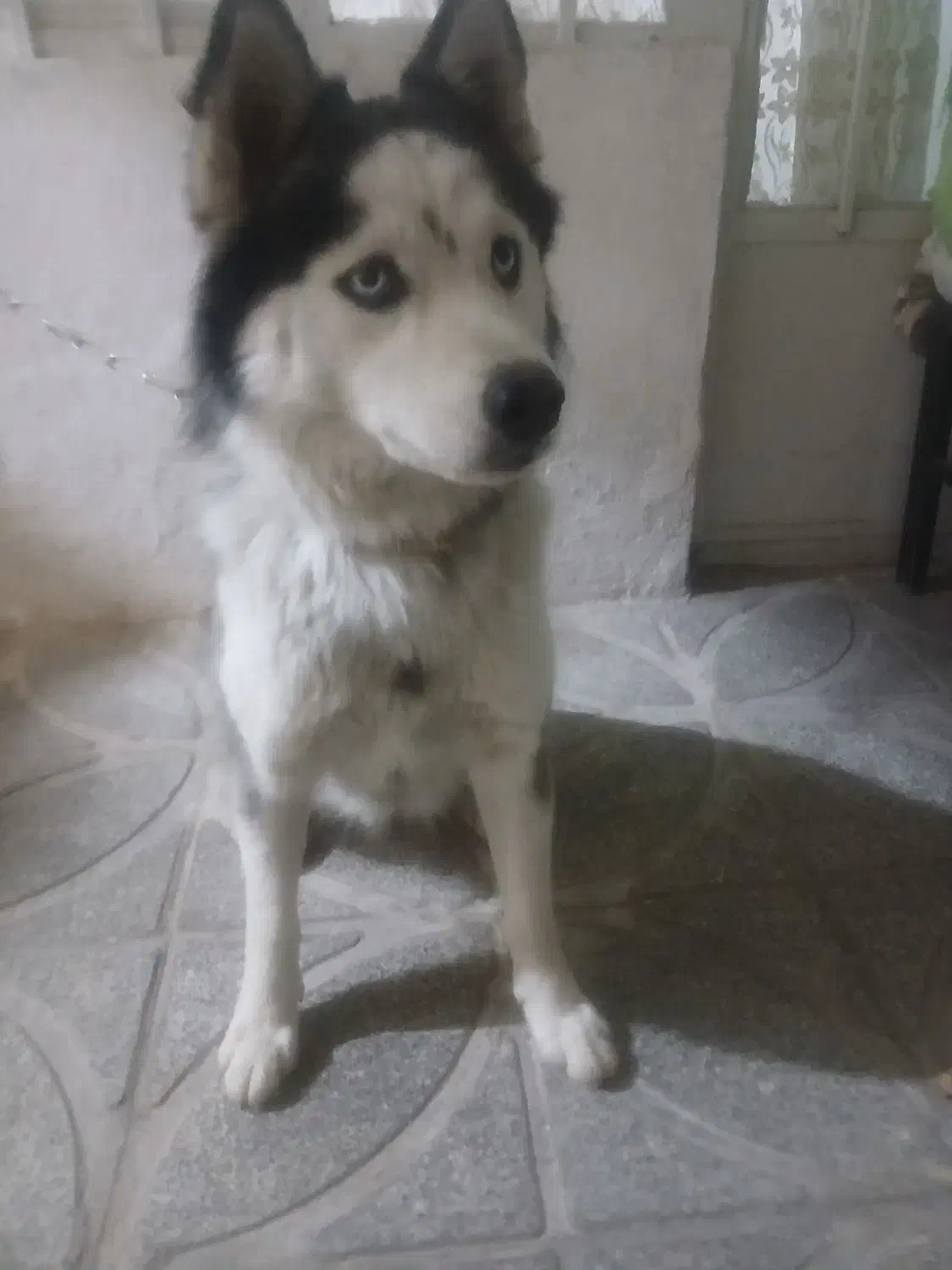 سگ هاسکی باهوش وفادار|سگ|کهریزک, |دیوار