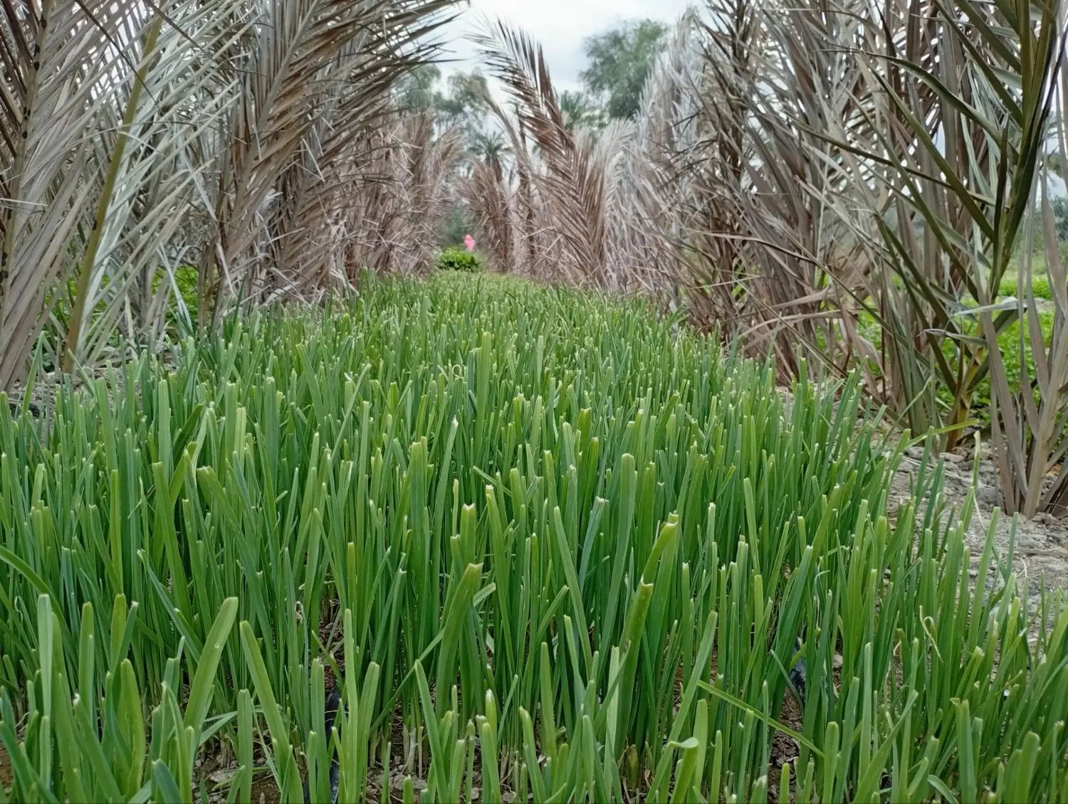 سبزی|عمده‌فروشی|رودان, |دیوار
