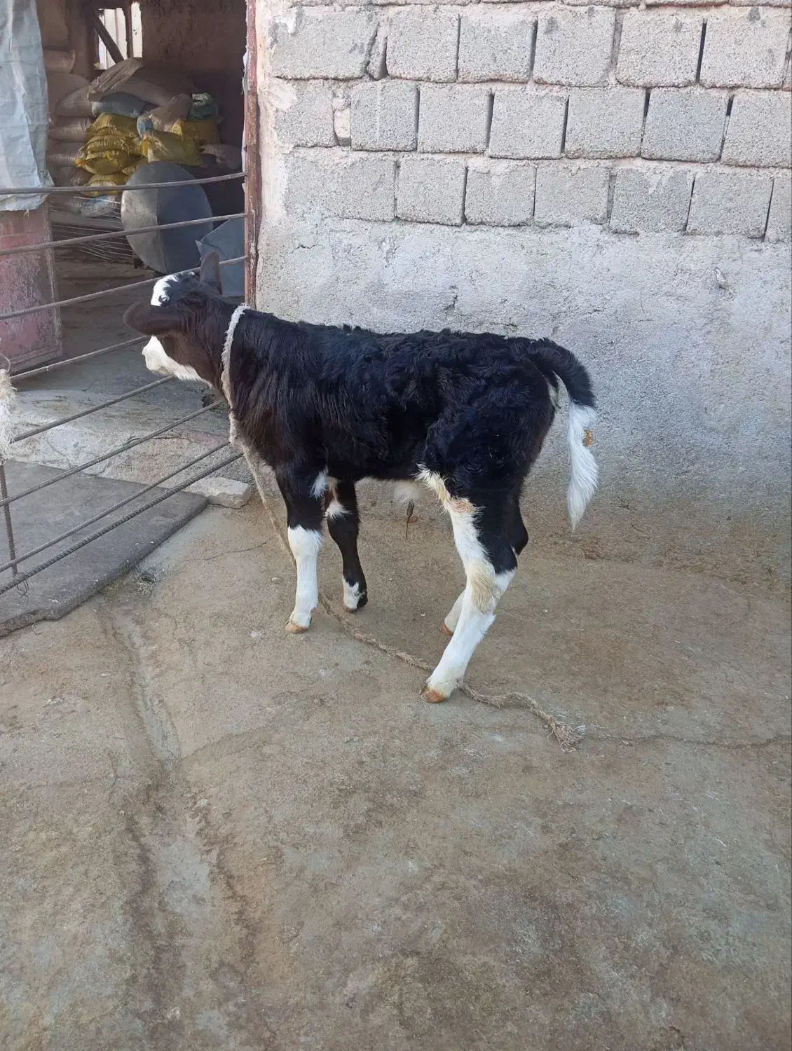 گوساله ماده سیمنتال اصل|حیوانات مزرعه|گیلان غرب, |دیوار