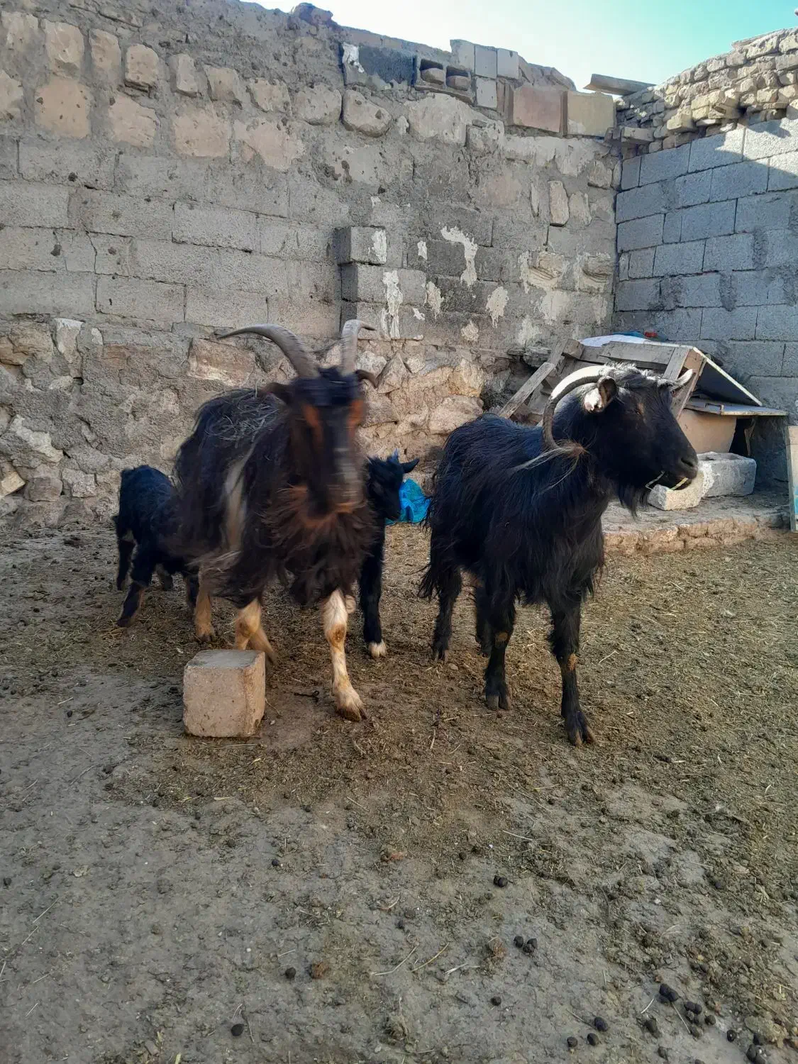 ۲ عدد بز جوان به همراه ۲ عدد بزغاله نر|حیوانات مزرعه|اردبیل, |دیوار