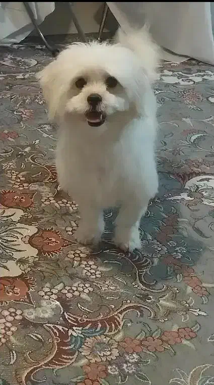 شیتزو|سگ|گرگان, |دیوار