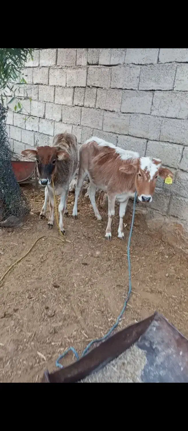 ۲راس گوساله ماده محلی|حیوانات مزرعه|پلدختر, |دیوار