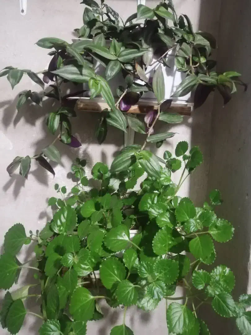 گل طبیعی|گل و گیاه طبیعی|یاسوج, |دیوار