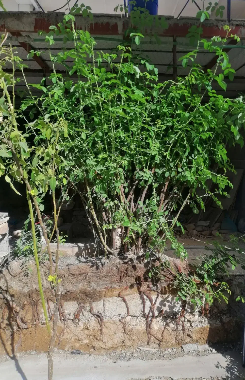 نهال گل محمدی، نارنج|گل و گیاه طبیعی|چرداول, |دیوار