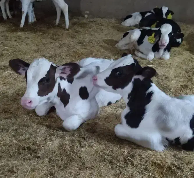 گوساله نر هلندی جنس گوشتی|حیوانات مزرعه|سیوان, |دیوار