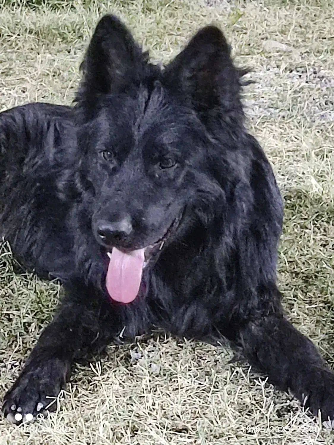 سگ ژرمن شولاین|سگ|شوشتر, |دیوار