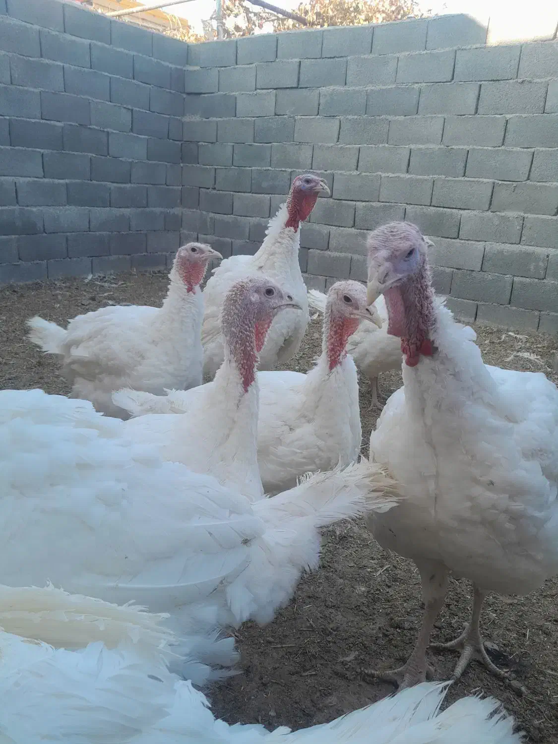 بوقلمون بوغلمون|حیوانات مزرعه|شال, |دیوار